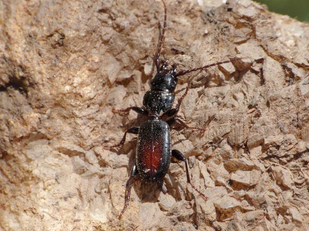 Siagona europaea - Tolfa (RM)